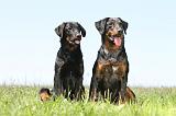 BEAUCERON 431